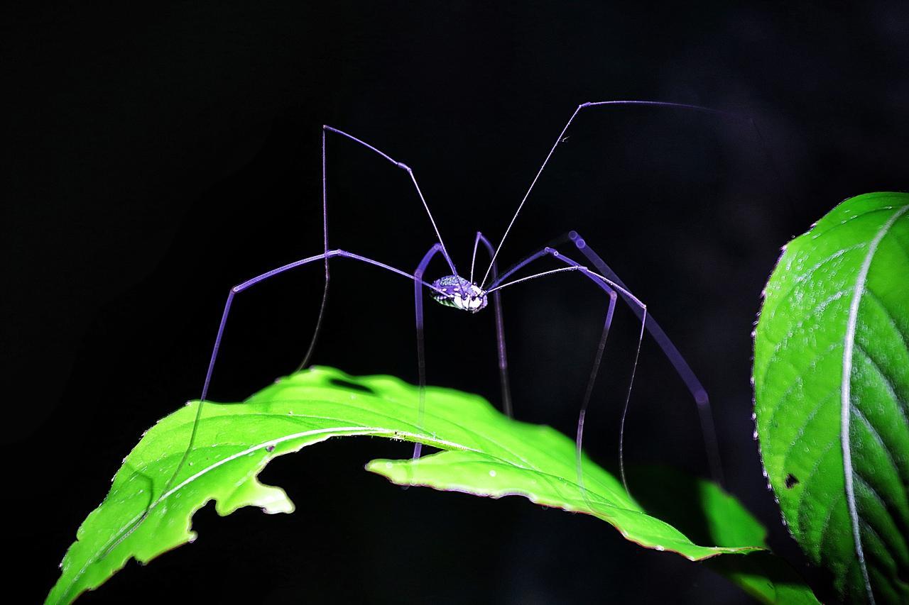 Bilit Tanini Kinabatangan Formerly Known As Nature Lodge Kinabatangan מראה חיצוני תמונה