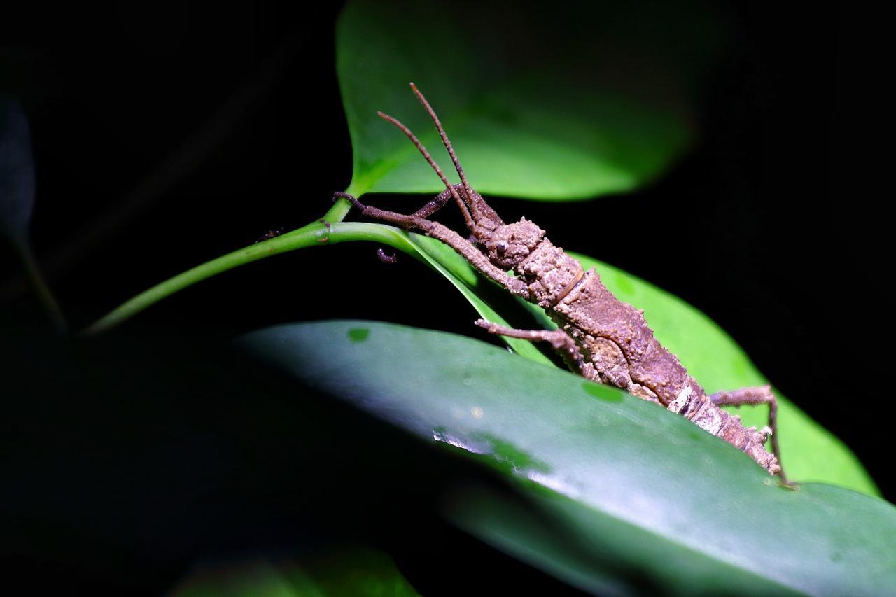Bilit Tanini Kinabatangan Formerly Known As Nature Lodge Kinabatangan מראה חיצוני תמונה