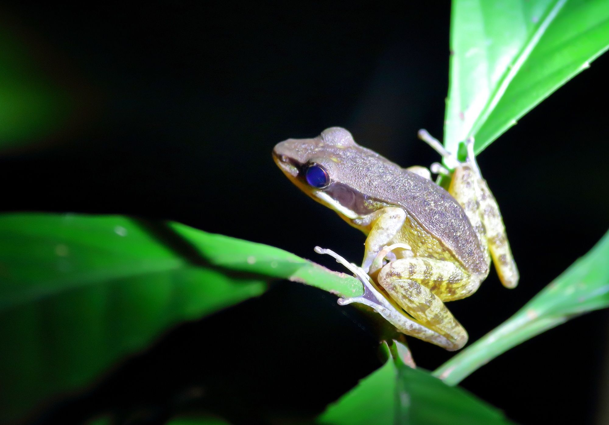 Bilit Tanini Kinabatangan Formerly Known As Nature Lodge Kinabatangan מראה חיצוני תמונה